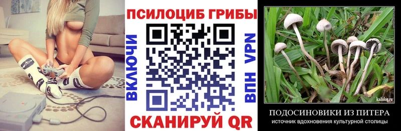 Псилоцибиновые грибы Psilocybe  купить закладку  Шелехов 